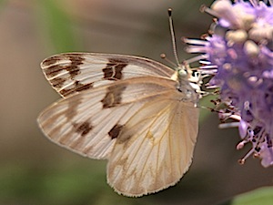 Checkered White Butterfly